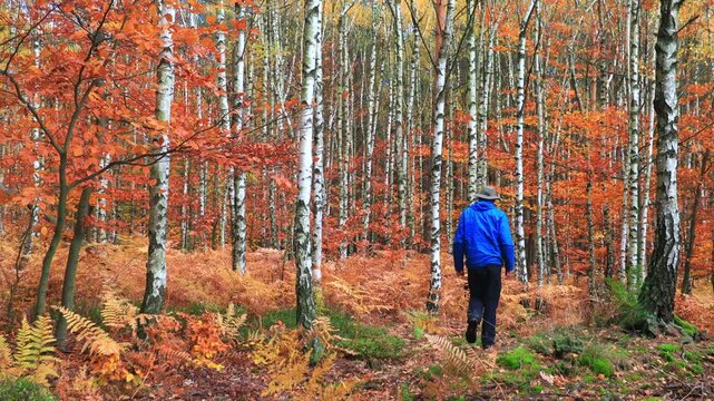 Man walks through autumn colorful forest with birches and beech trees