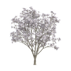 Obraz premium 3D rendering of Magnolia stellata plant on transparent background