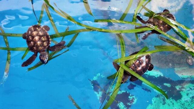 Baby sea turtles swimming through seagrass in blue water sustainability