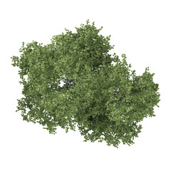 Obraz premium 3d Rendering Of silver birch on Transparent Canvas from top view