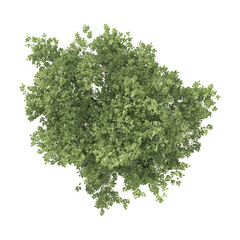 Obraz premium 3D rendering of Tilia europaea plant on transparent background from top view