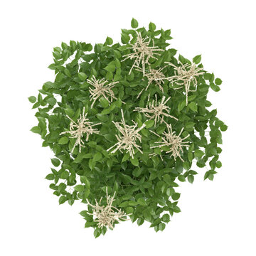 collection of Aruncus flower plant with realistic style from top view