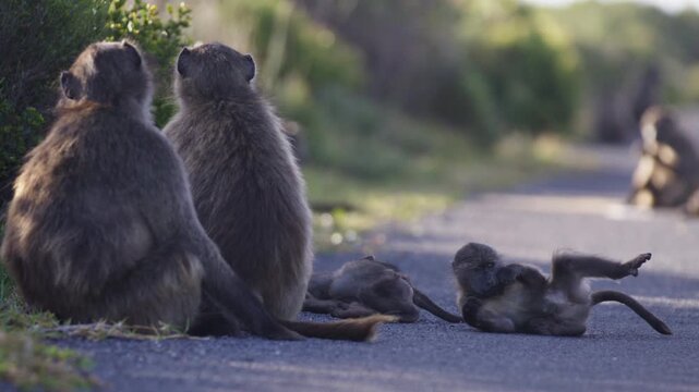 Playful juvenile chacma baboons in troop rolling around on edge of tar road