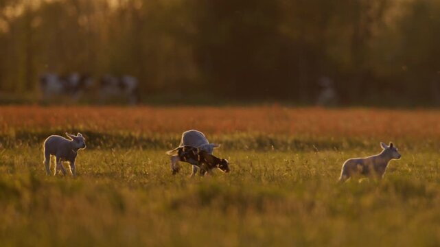 Adorable young lambs jumping joyfully in pasture backlit by sunset, telephoto