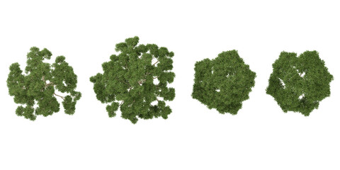 Obraz premium Set of Eucalyptus plants on transparent background from the top view