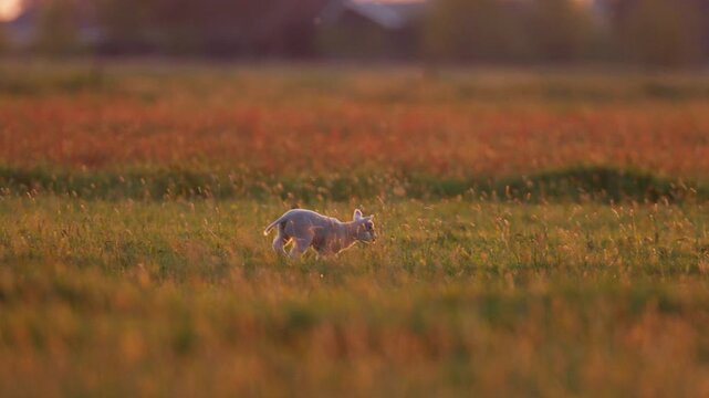 Carefree young lamb frolicking jumping in golden pasture at sunrise, tracking