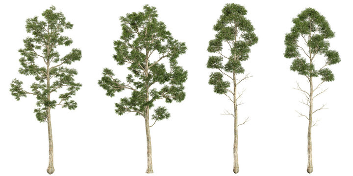 Set of Eucalyptus plants on transparent background
