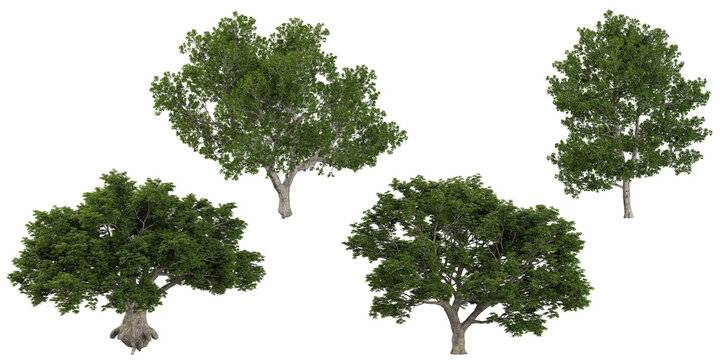 set of quercus plants on  transparent background