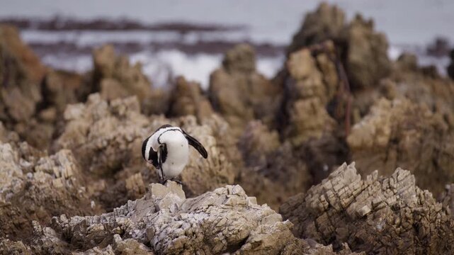 Jackass Penguin perched on rugged coastal rocks preens feathers, telephoto