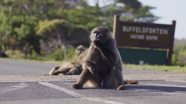 Awkward view of male baboon sitting with member exposed on tar road, Cape Town