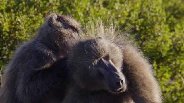 Social behavior as female baboon looks for fleas in fur coat of relaxed male