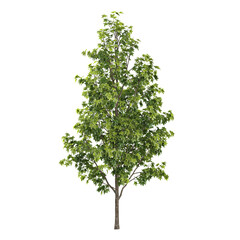 Fototapeta premium collection of Liquidambar styraciflua plant on transparent canvas