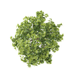 Obraz premium collection of Liquidambar styraciflua plant on transparent canvas from top view