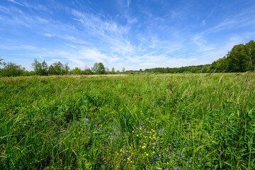 Naklejka premium Beautiful summer day over green fields against blue cloudy sky