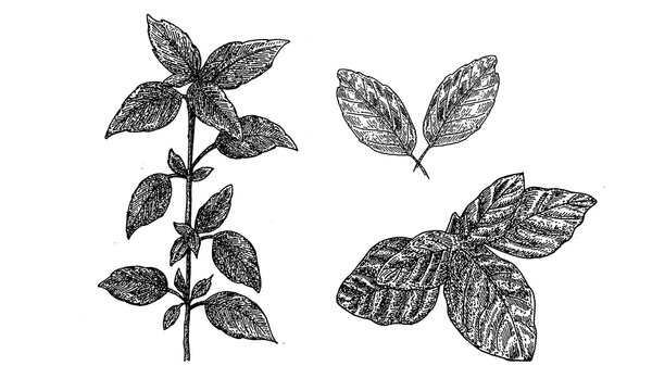 Hand-drawn Thai basil set, detailed botanical illustration of fresh basil leaves and sprigs