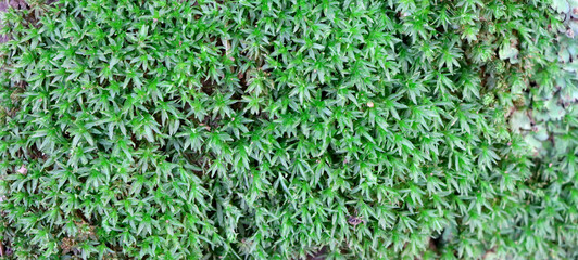 Fototapeta premium Green grass texture background, fresh natural ground cover pattern with leafy surface detail