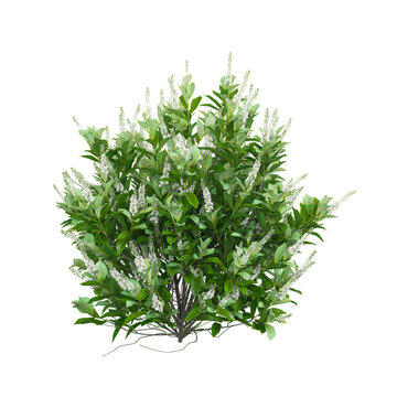 collection of Sixteen candles summersweet plant on transparent