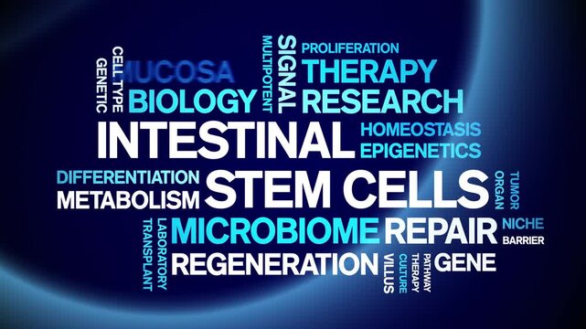 intestinal Stem Cells animated word cloud-gross domestic product animation tag kinetic typography seamless loop.