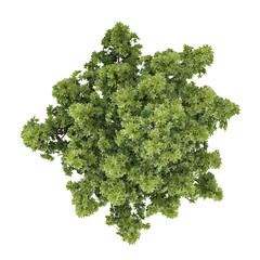 Obraz premium Green Liquidambar styraciflua plant isolated on Canvas from top view