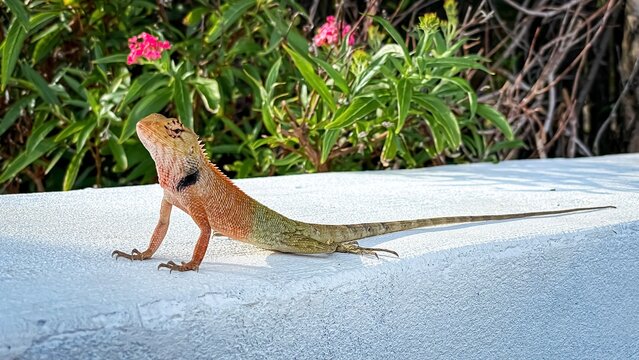 A close-up photo of an eastern garden lizard (Calotes versicolor) with vibrant orange-green coloration, perched on a light-colored surface against a backdrop of tropical vegetation.
