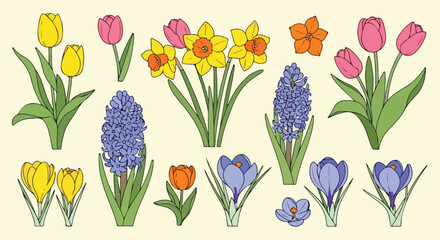 Spring flower collection with colorful tulips, daffodils, and hyacinths. Hand drawn floral vector set. Botanical garden blossoms for seasonal greeting cards. © Qarshi Stock