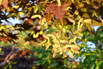 Fototapeta premium 紅葉