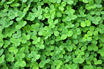 Green leaves of clover plant beside a walkway. © Bowonpat