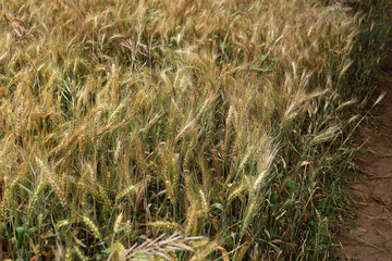 Fototapeta premium Golden wheat field ready for harvest in the countryside of China.