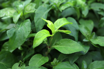 Fototapeta premium Green leaves of Justicia betonica in garden