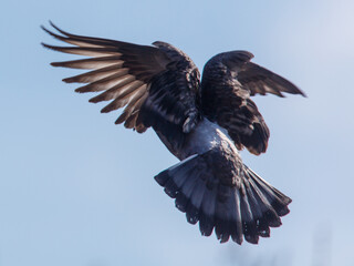 Obraz premium Pigeon in flight against soft blue sky
