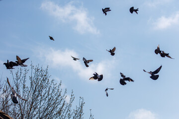 Obraz premium Pigeons soar freely over leafless trees under bright blue sky