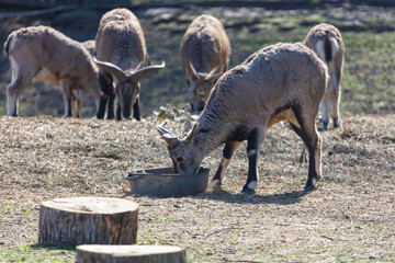 Fototapeta premium Ibexes feeding near wooden trough in sunlit meadow