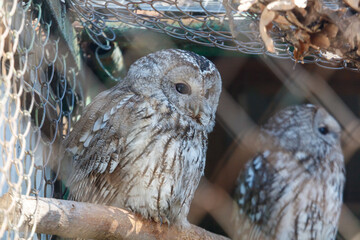 Fototapeta premium Close-up of two owls resting on a branch inside an aviary setting