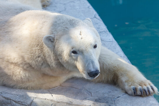 Cute polar bear relaxing near pool edge, looking calm and peaceful