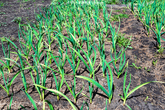 Fresh green garlic sprouts in a prepared bed in the spring garden.