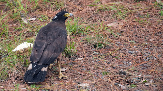 Close Up of Serpent Eagle Holding Prey in Natural Habitat