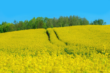 Kwitnienie rzepaku. © Janusz Lipiński