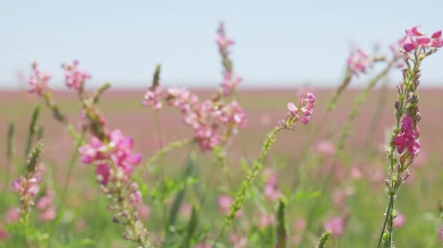 Close-up of green wheat spikes growing in a field with soft pink wildflowers in the background, shallow depth of field and natural light in agricultural landscape