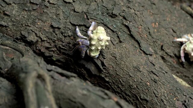 木の上を歩く沖永良部島のオカヤドカリ（天然記念物・生態）