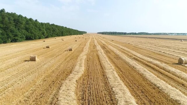 Aerial top view of harvested agricultural field with hay bales, long rows of straw and tree lines, rural countryside landscape