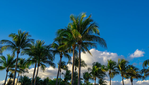 Tropical palm background. Tropical landscape. Summer coast view. Green palm tree on blue sky. Tropical paradise. Palms wallpaper. Palm landscape. Tropics palm tree texture. Summer palms trees.