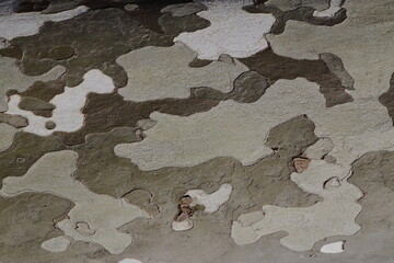 Abstract Camouflage Texture on Tree Bark, Natural Organic Pattern Background © Mono_Nature
