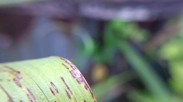 world fauna, slow motion of an assassin bug flying from a leaf