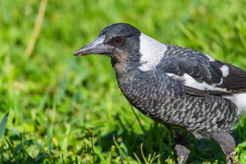 Fototapeta premium Outdoors with the Australian Magpie