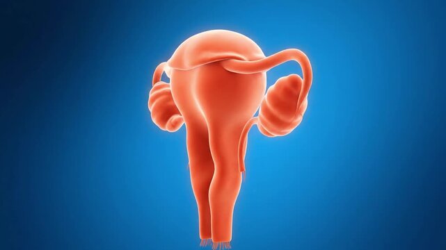 4K Medical Animation of Female Reproductive Anatomy