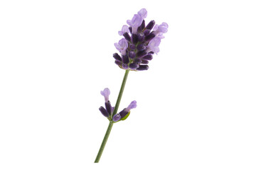 Obraz premium flower morphology of lavender flower isolated on a white background, Lavandula angustifolia