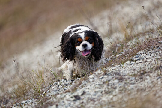 Happy Cavalier King Charles Spaniel Running Towards Camera in a Field on the hill. Shallow focus.