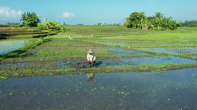 Aerial view of a farmer working in flooded rice paddies surrounded by tropical trees and green terraces under a clear blue sky in Bali, Indonesia.