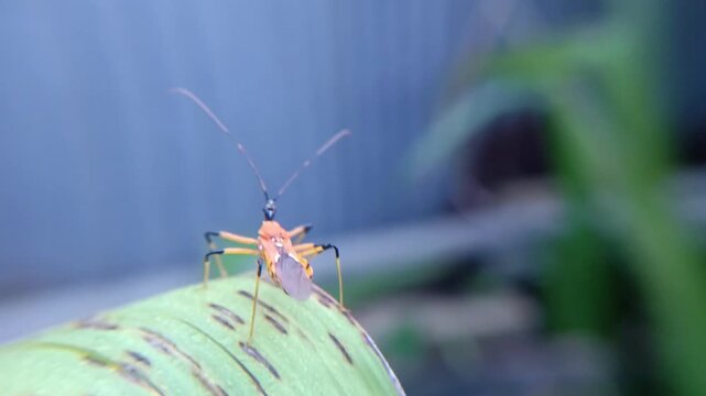 world fauna, an assassin bug perched on a leaf