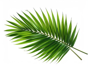Fototapeta premium Vibrant green palm frond with multiple slender leaflets against a white background